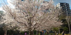 開業前にかかった費用で利益調整しよう！