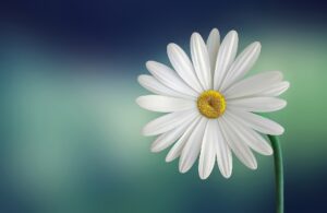 公庫でお金を借りるとき、団信って入った方がいい？