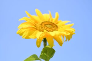 法人成りのタイミングは？