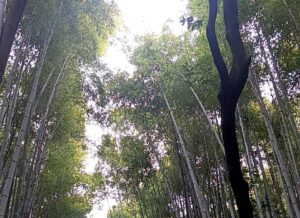 京都良いとこ一度はおいで